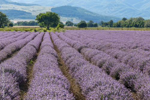 Fototapeta Naklejka Na Ścianę i Meble -  Rows of lavender in a garden