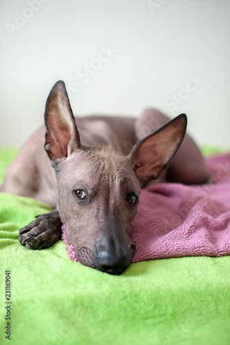 Mexican Hairless dog in the interior