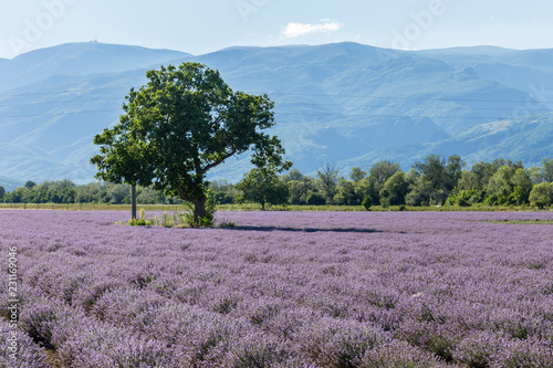 Fototapeta Naklejka Na Ścianę i Meble -  Rows of lavender in a garden