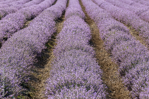 Fototapeta Naklejka Na Ścianę i Meble -  Rows of lavender in a garden