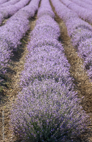 Fototapeta Naklejka Na Ścianę i Meble -  Rows of lavender in a garden