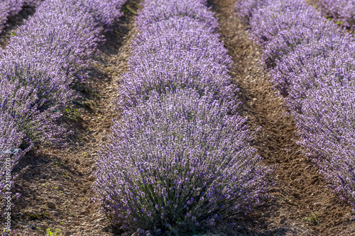 Fototapeta Naklejka Na Ścianę i Meble -  Rows of lavender in a garden