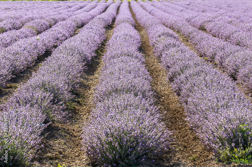 Fototapeta Naklejka Na Ścianę i Meble -  Rows of lavender in a garden