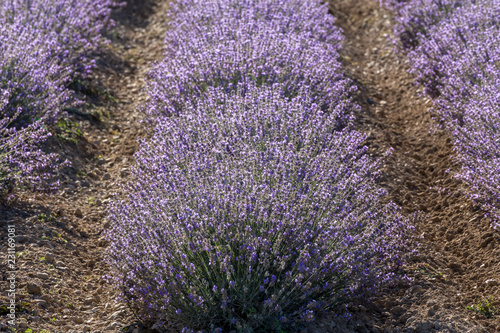 Fototapeta Naklejka Na Ścianę i Meble -  Rows of lavender in a garden