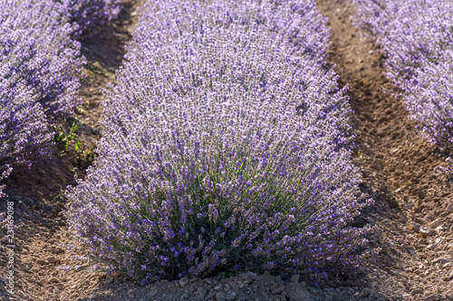 Fototapeta Naklejka Na Ścianę i Meble -  Rows of lavender in a garden