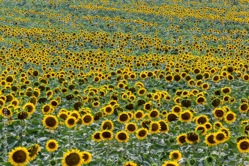 Sunflower wave in a yellow ocean Sunflower wave in a yellow ocean