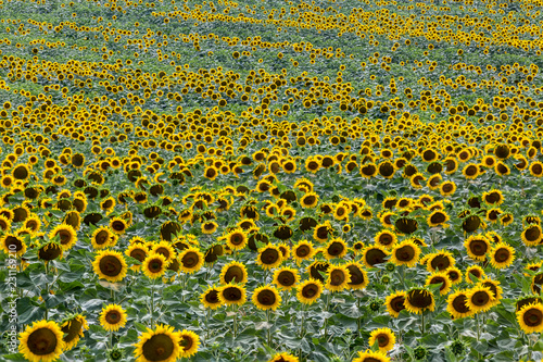Fototapeta Naklejka Na Ścianę i Meble -  Sunflower wave in a yellow ocean