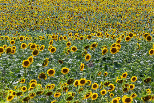 Fototapeta Naklejka Na Ścianę i Meble -  Sunflower wave in a yellow ocean
