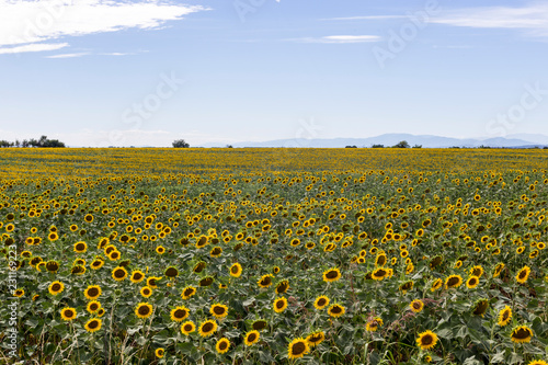 Fototapeta Naklejka Na Ścianę i Meble -  Sunflower wave in a yellow ocean
