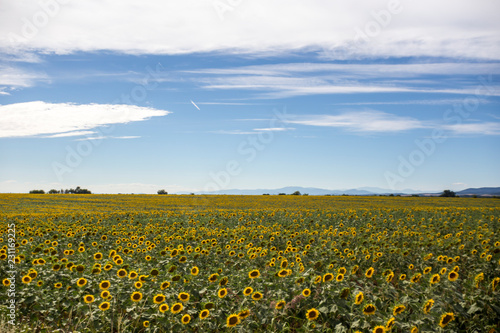 Fototapeta Naklejka Na Ścianę i Meble -  Sunflower wave in a yellow ocean
