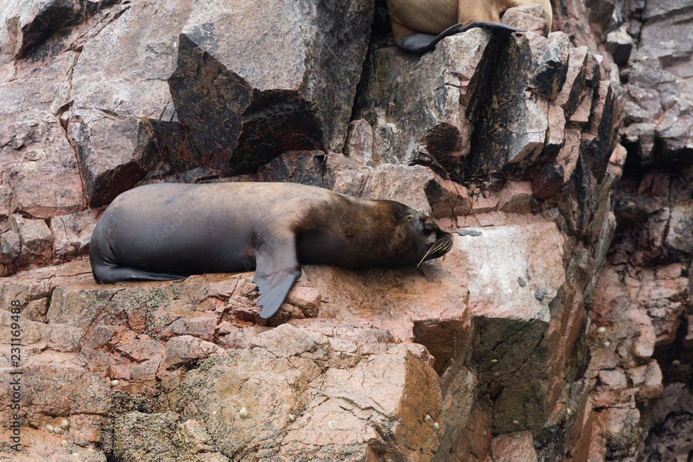 Obraz premium Ballestas Islands, Perù