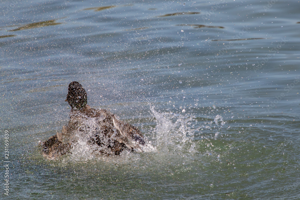 Fototapeta premium Stockenten am Bodensee bei der Morgenwäsche