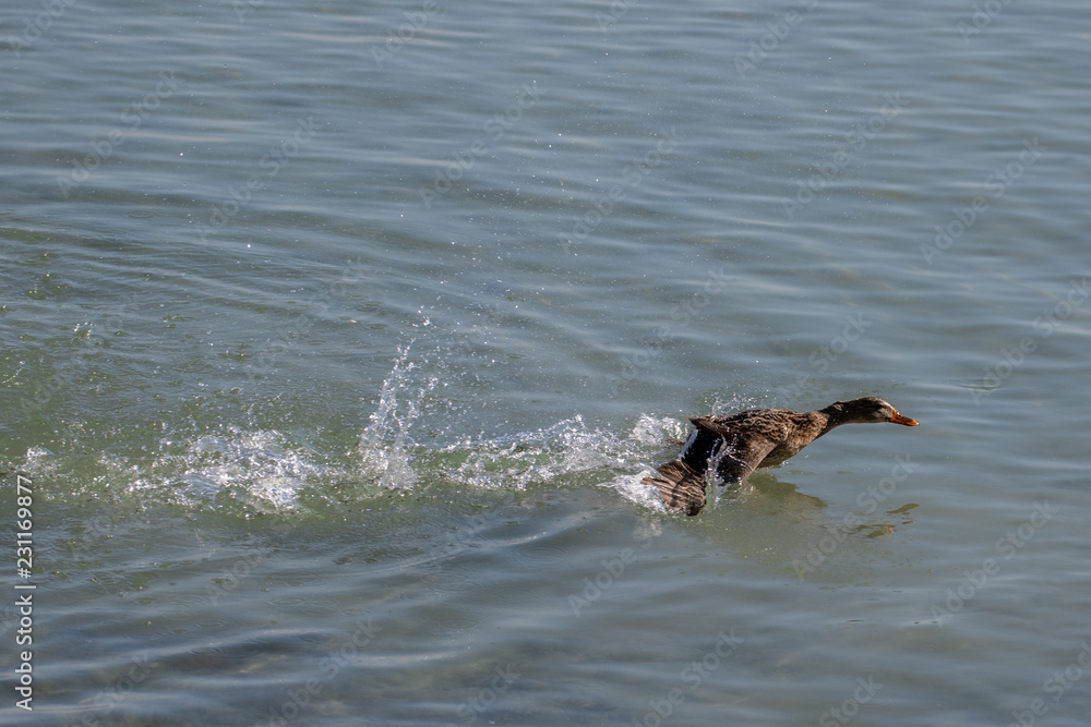 Fototapeta premium Stockenten am Bodensee bei der Morgenwäsche