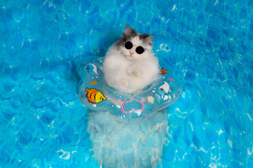 cat with a life preserver resting on the sea