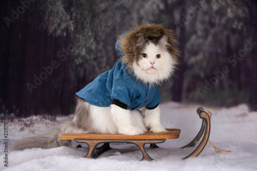 Fototapeta Naklejka Na Ścianę i Meble -  the cat in the winter forest came for the Christmas tree