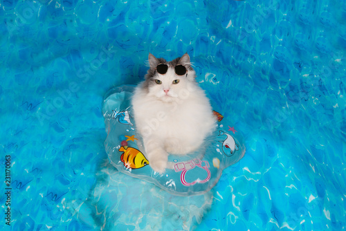 cat with a life preserver resting on the sea