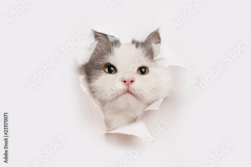 sly cat tore a white sheet of paper