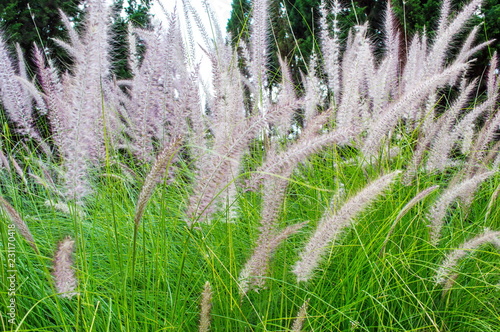 The beauty of grass