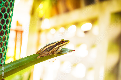 Frog sitting on a green leaf