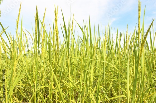 Green rice fields , Paddy jasmine rice  in Thailand