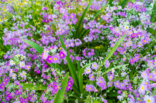 Purple flower background