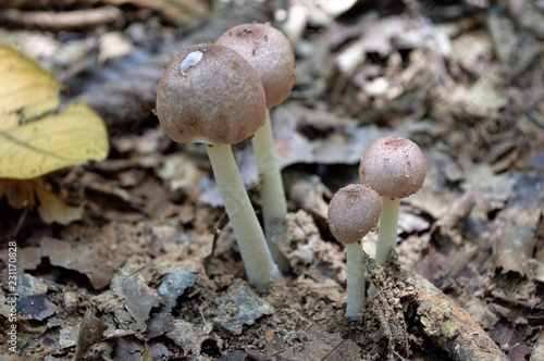 Twin mushrooms growing together in the woods. Collection of natural eco-friendly and vegetarian food