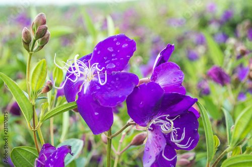 Purple flowers bloom beautifully after the rain.