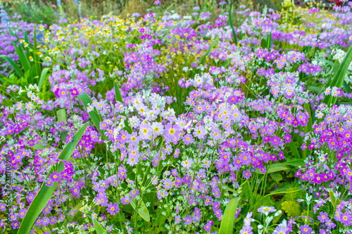 Purple Flower Garden on High Mountain