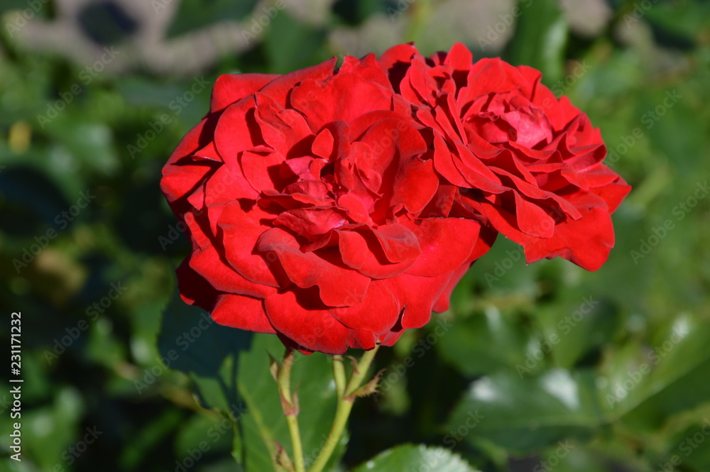 Obraz premium Big red rose alone with green leaves in back
