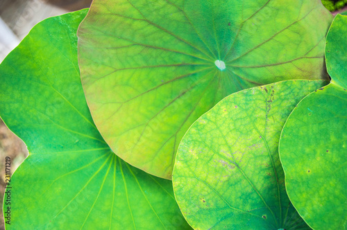 The leaves of the lotus overlap.