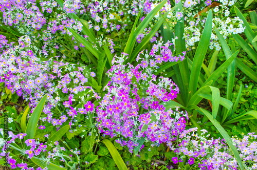 The beauty of purple flowers