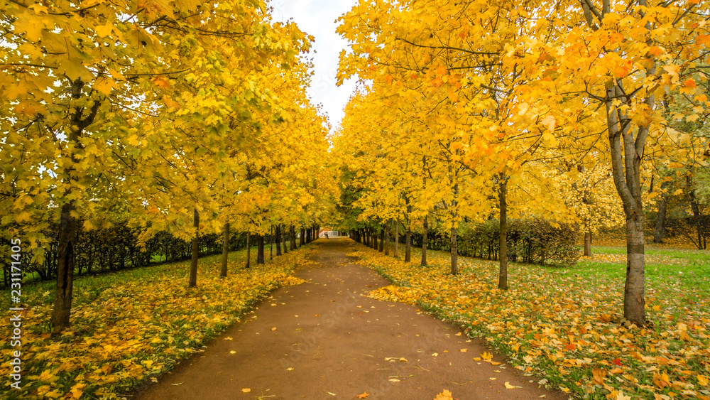 Naklejka premium Fallen leaves on road in the forest, autumn landscape, nature trail, river in the park