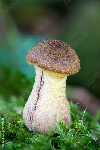Woodland fungi mushroom which are often called toadstalls