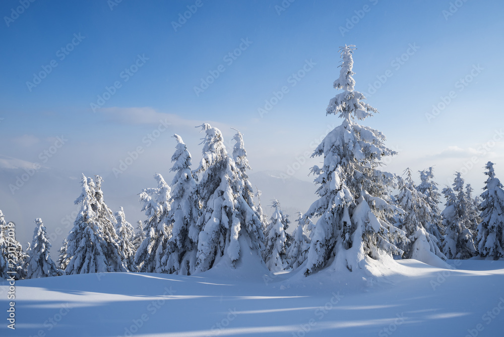 Beautiful winter nature with firs in the snow
