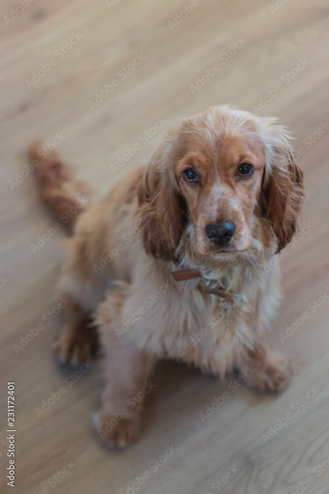 Beautiful Cute Golden Brown Cocker Spaniel Dog Puppy 