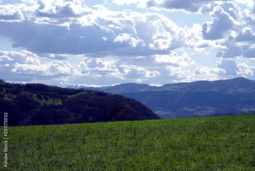 Fototapeta premium Mountain meadow