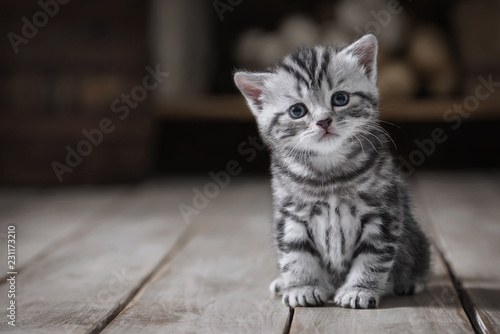 Portrait of a cute kitten