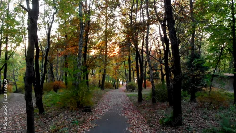 The setting sun shines through the trees in the park. The setting sun shines through the trees in the park.