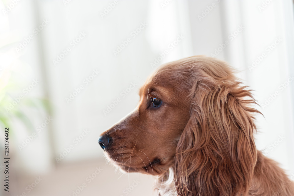 Beautiful Cute Golden Brown Cocker Spaniel Dog Puppy 