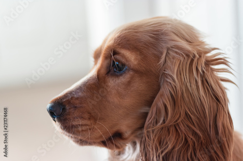 Beautiful Cute Golden Brown Cocker Spaniel Dog Puppy 