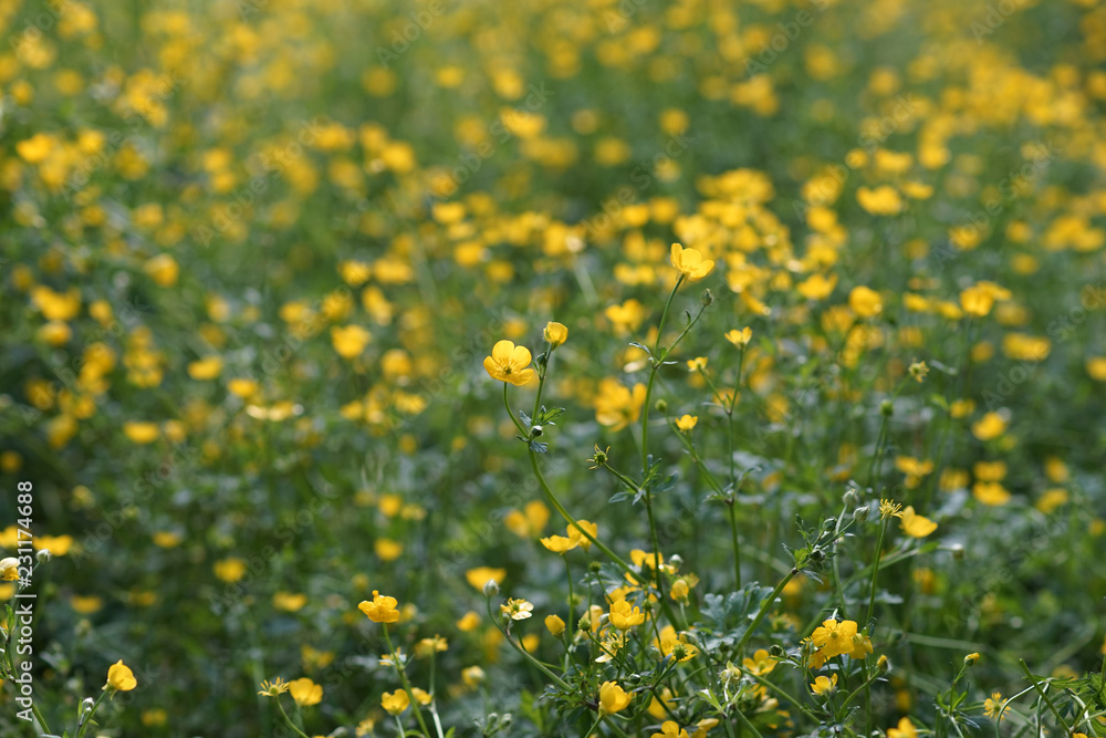 natural background with yellow Buttercup flowers on green grass