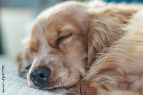 Beautiful Cute Golden Brown Cocker Spaniel Dog Puppy 