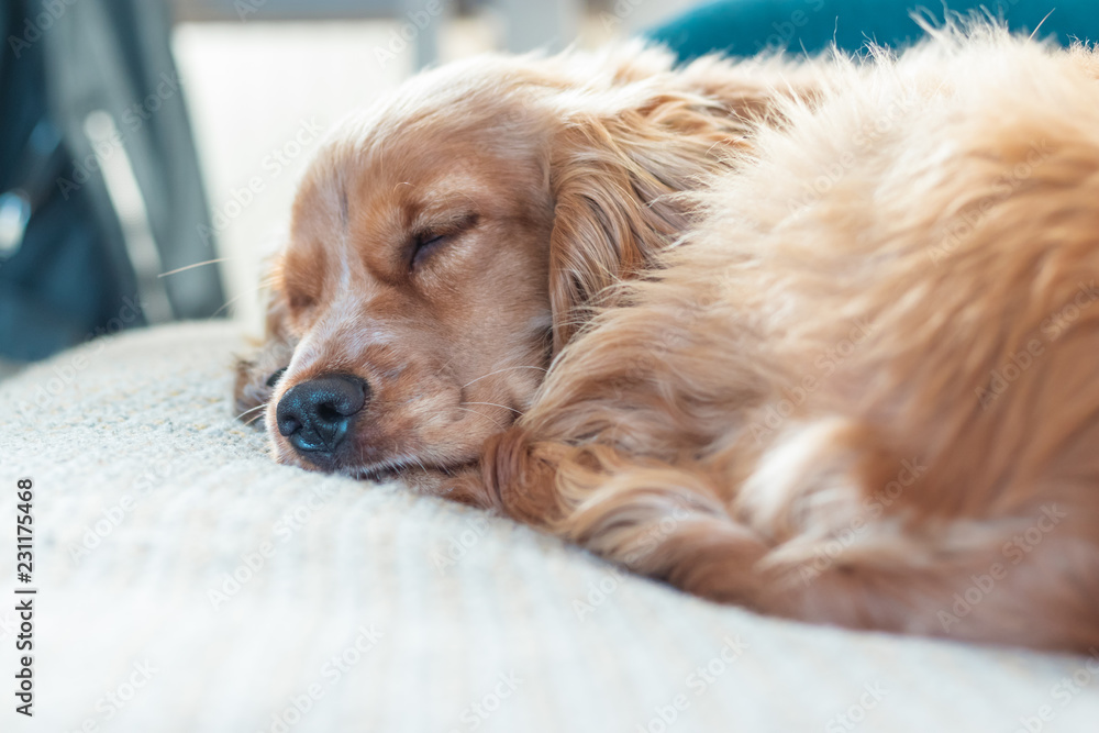 Beautiful Cute Golden Brown Cocker Spaniel Dog Puppy 