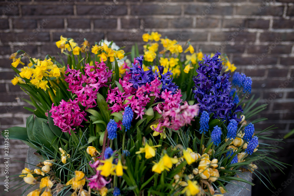 Fototapeta premium Colorful spring flowers