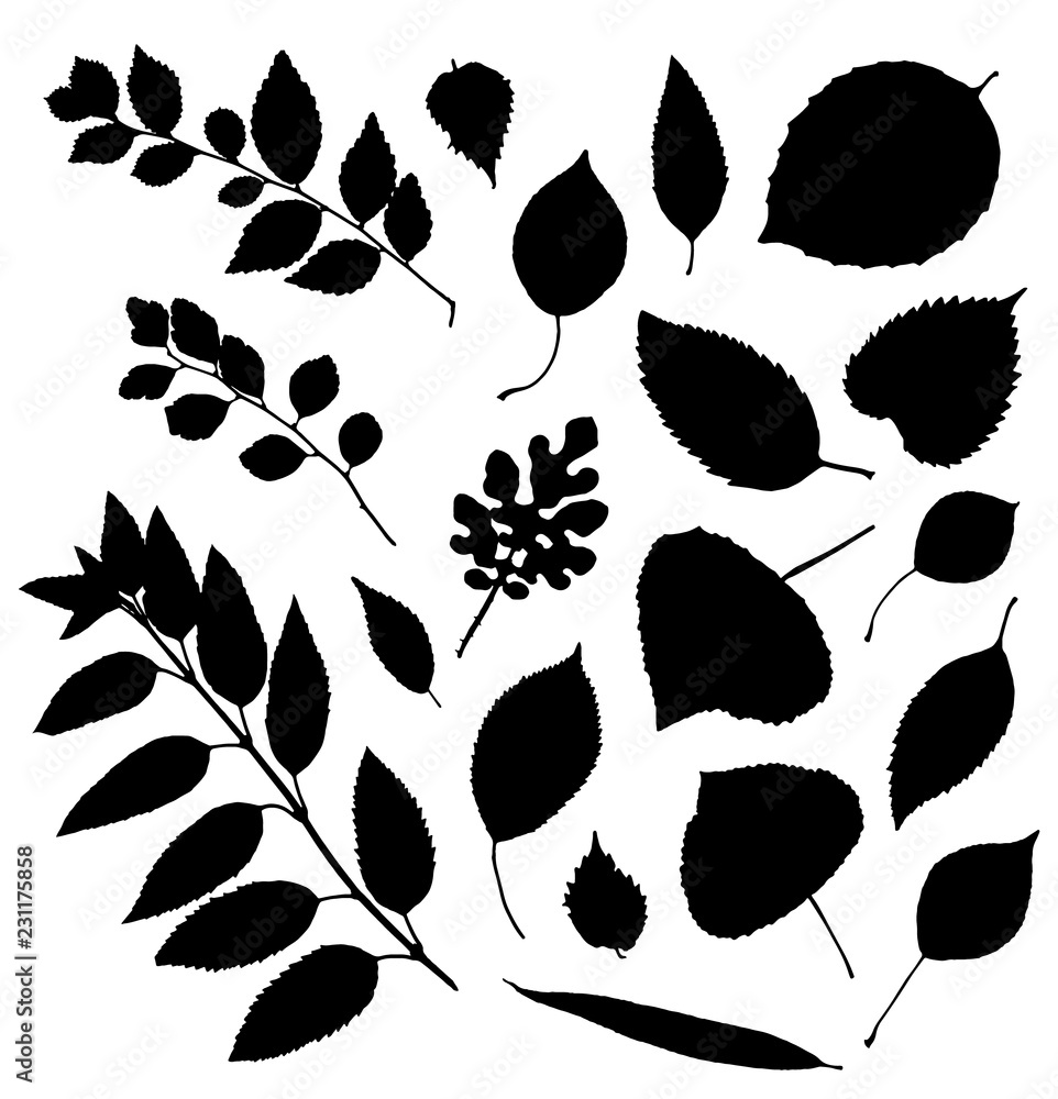 Fototapeta Vector set of leaves silhouette