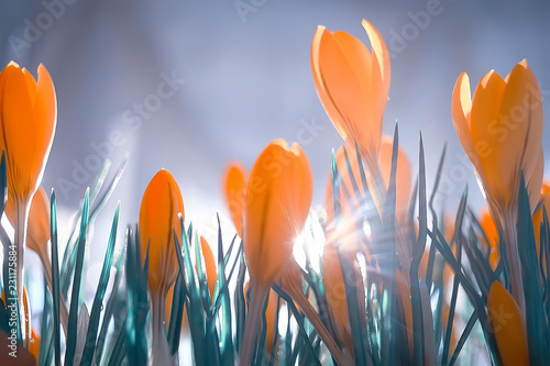 bouquet of crocuses / sun rays and glare on a bouquet of wild yellow field flowers, spring background, sunny morning weather