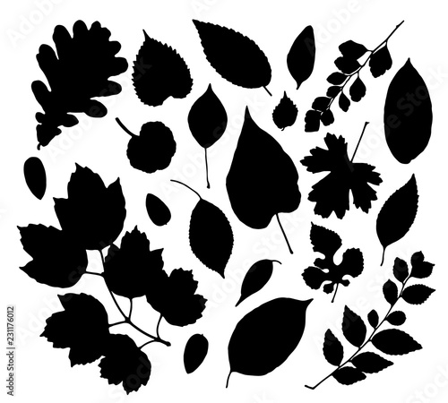 Vector set of leaves silhouettes isolated on white background