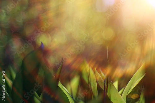 spring greens background, abstract blurred nature beautiful pictures, green shoots