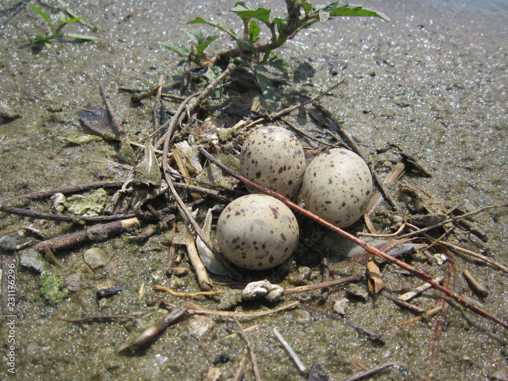 birds nest with eggs on grass