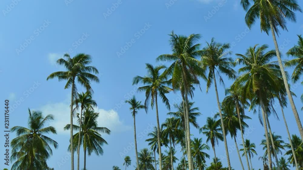 Beautiful tropical coconut palm tree on sky background Beautiful tropical coconut palm tree on sky background